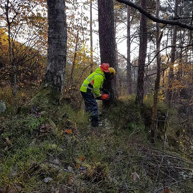 Felling av tre i skogsområde